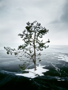 Ice Pine