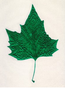 Green Maple