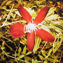 Flower 1