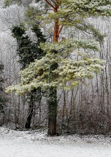 Neige à Bougy 1