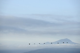 Cormorants