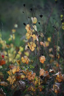 Wet autumn