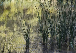 Small lake reflection