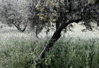 Wheat olive tree and poppies