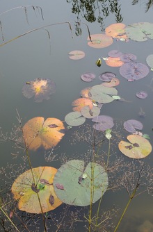 Pond 2