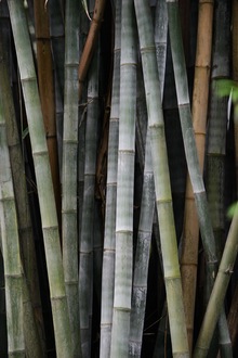 Bamboo