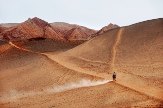 Camel and Dust